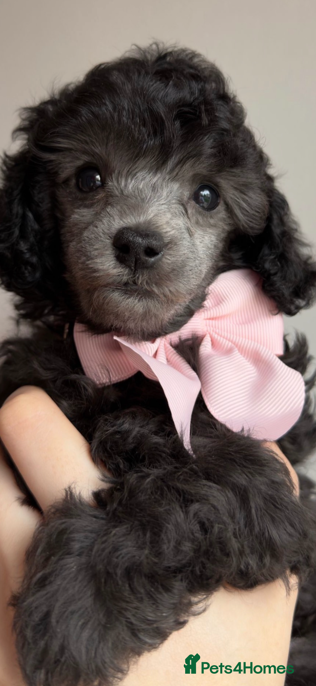 Toy Poodle dogs for sale: 2x silver 1x cream female pure bred toy poodles - Image 3