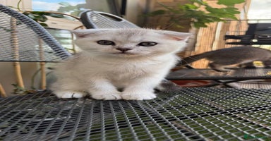 Scottish Fold cats - Advert 9