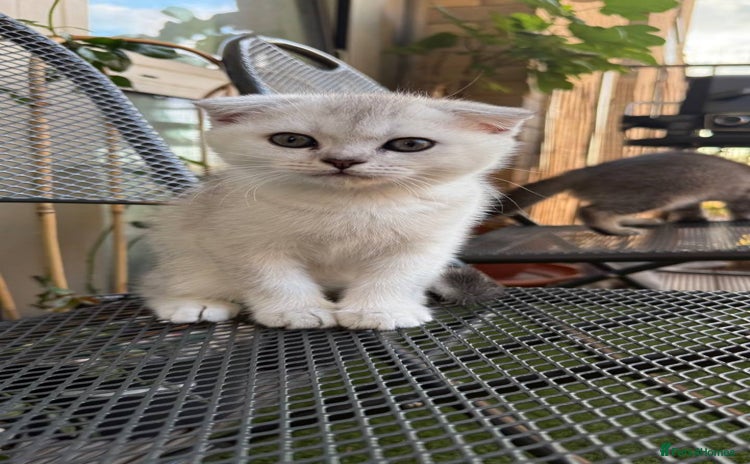 Scottish Fold cats - Advert 2