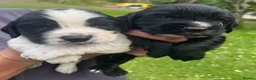 Cocker Spaniel dogs for sale: Working Cocker Spaniels in Haverfordwest - Advert 6