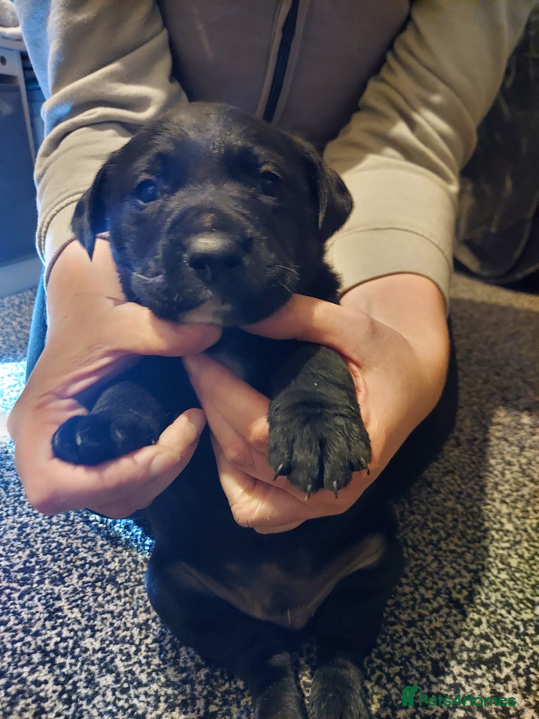 Mixed Breed dogs for sale: Mixed labrador  - Advert 8
