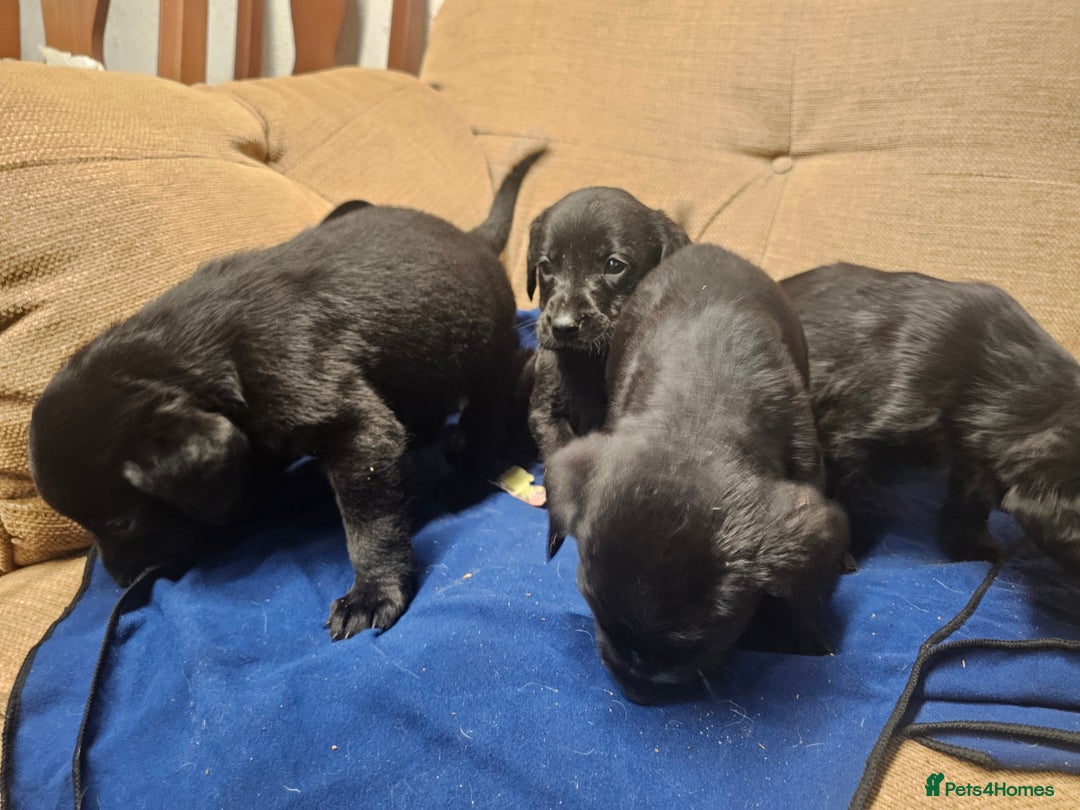 Mixed Breed dogs for sale: Labrador x Pointer Puppies - Advert 5