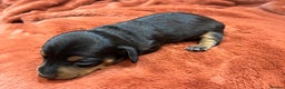 Miniature Dachshund dogs for sale: Miniature Dachshund puppies for sale - Advert 11