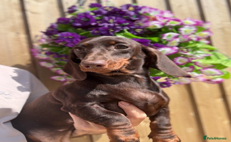 Miniature Dachshund dogs in Stafford - Advert 4