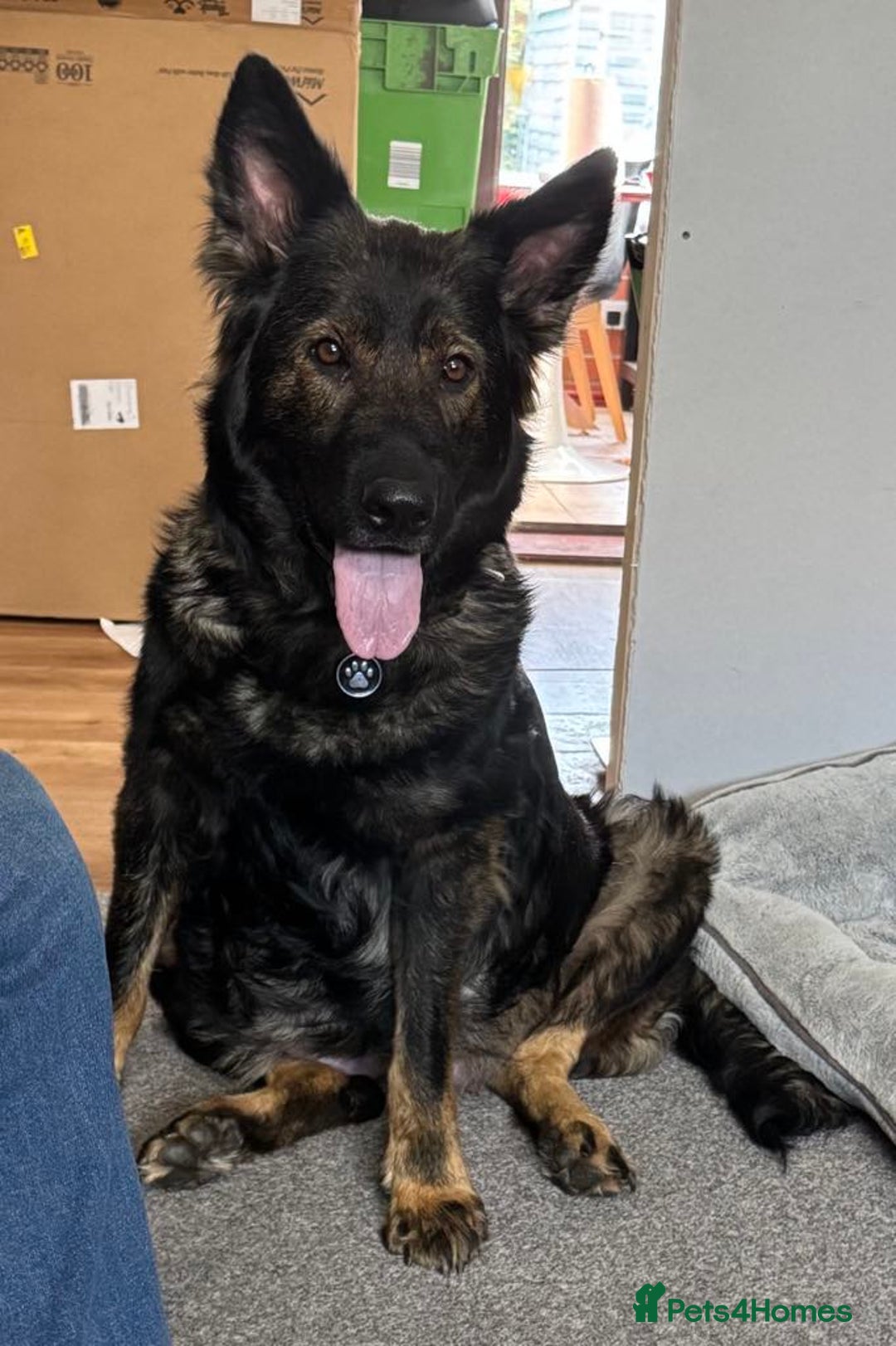 Mixed Breed dogs for sale: German shepherd cross neapolitan mastiff male - Image 3