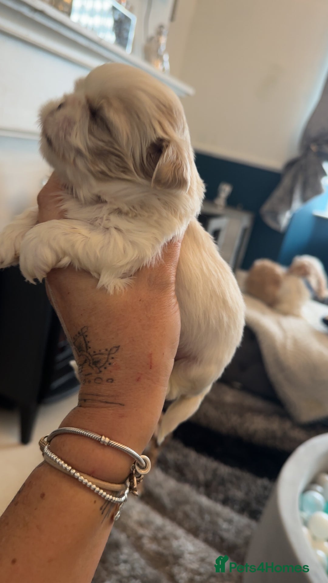 Shih Tzu dogs for sale: Stunning imperial shih tzu puppies  - Advert 15