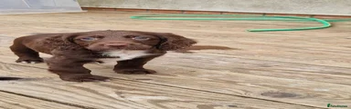Cocker Spaniel 2