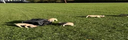 French Bulldog dogs for sale: French 🐶💙Bulldog Puppies🐶💙 - Advert 6