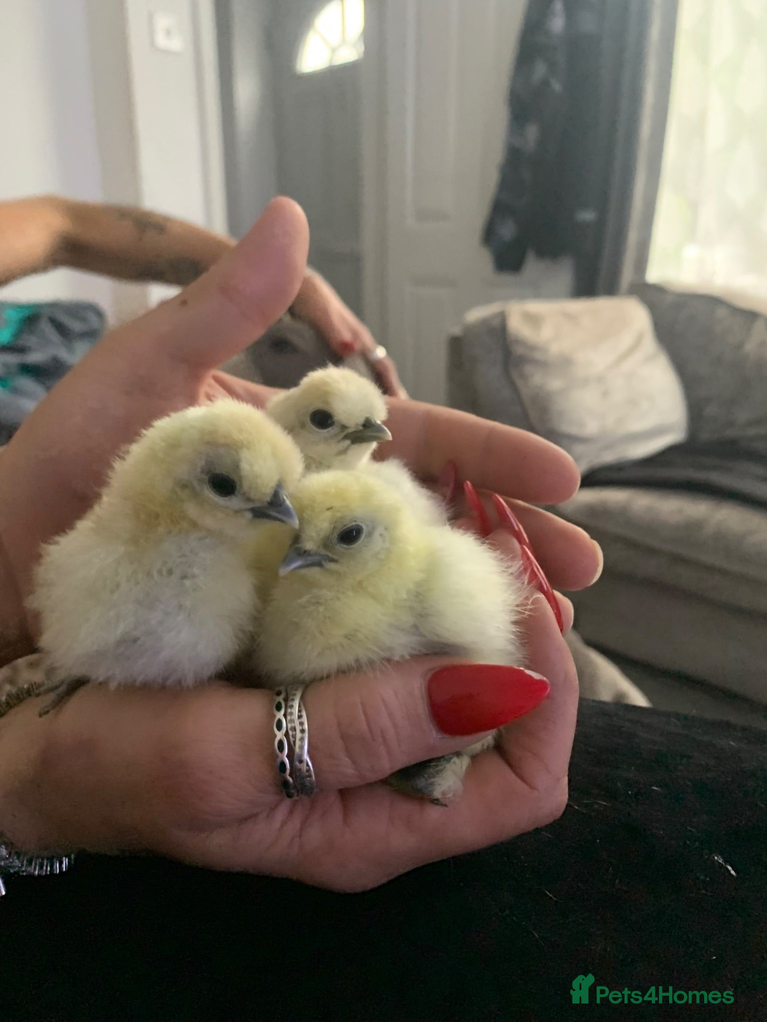Chickens poultry Mini silky chickens  - Advert 2