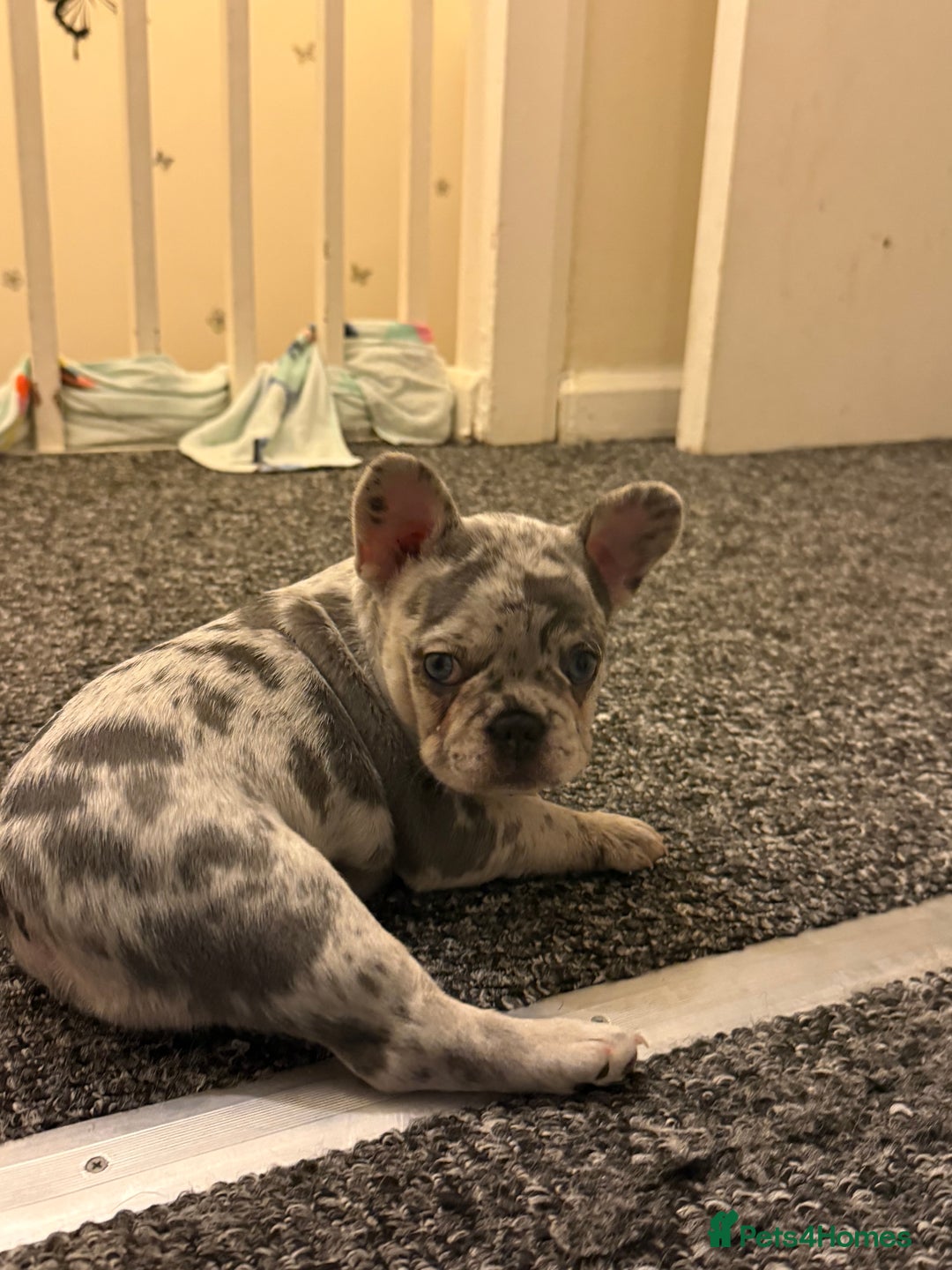 French Bulldog dogs for sale: Beautiful French Bulldog Puppies  - Image 11