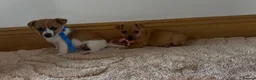 Jack Russell dogs for sale: Jack Russell puppies in Darwen - Advert 14