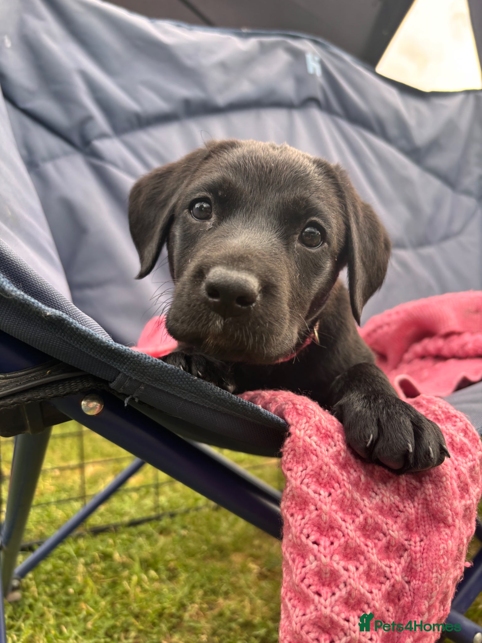 Labrador Retriever dogs for sale: 8 beautiful Black Labrador puppies for sale  - Advert 17