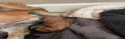 Chihuahua dogs for sale: Pure bred tiny chihuahua puppies  - Advert 14