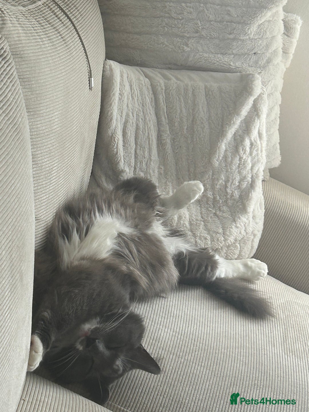 Mixed Breed cats for sale: 2 boys ready for new home - Image 4