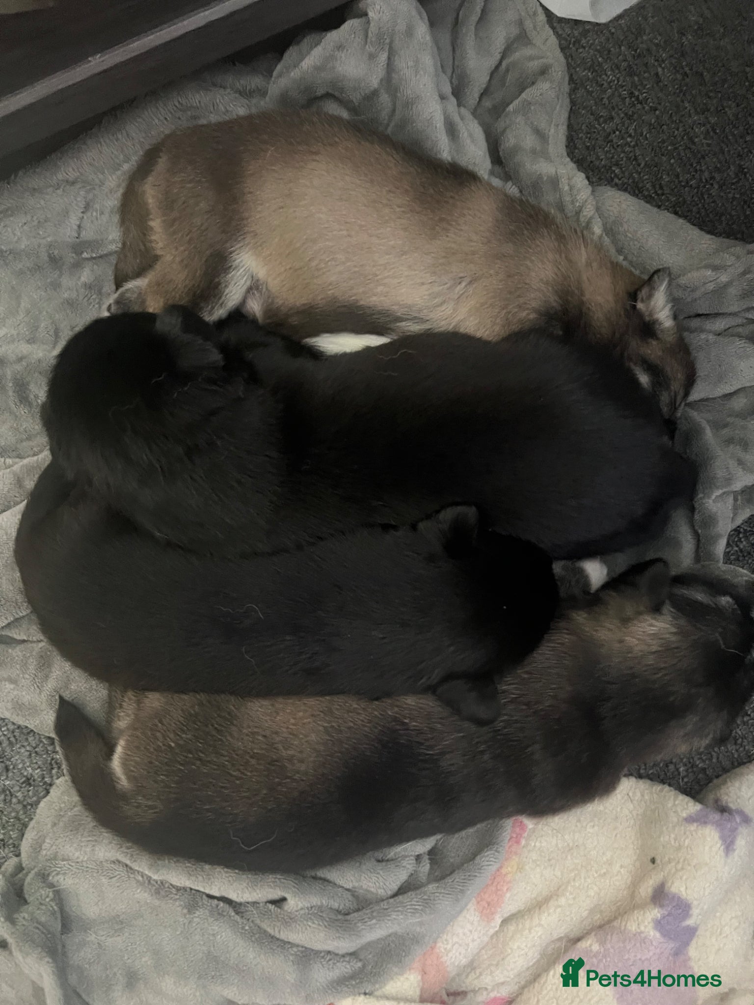 Mixed Breed dogs Huskador puppies - Advert 1