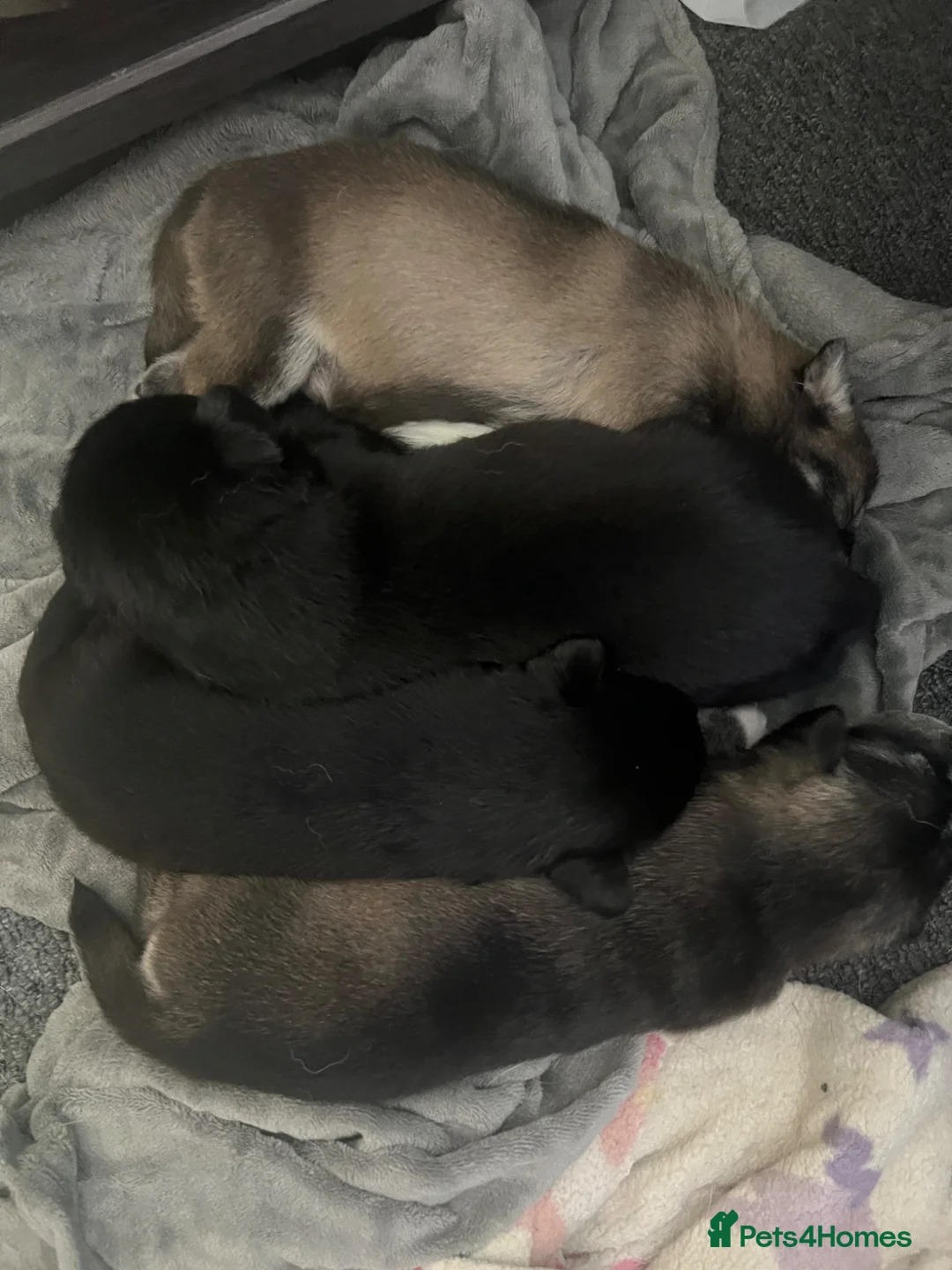 Mixed Breed dogs for sale: Huskador puppies in Southport - Advert 1