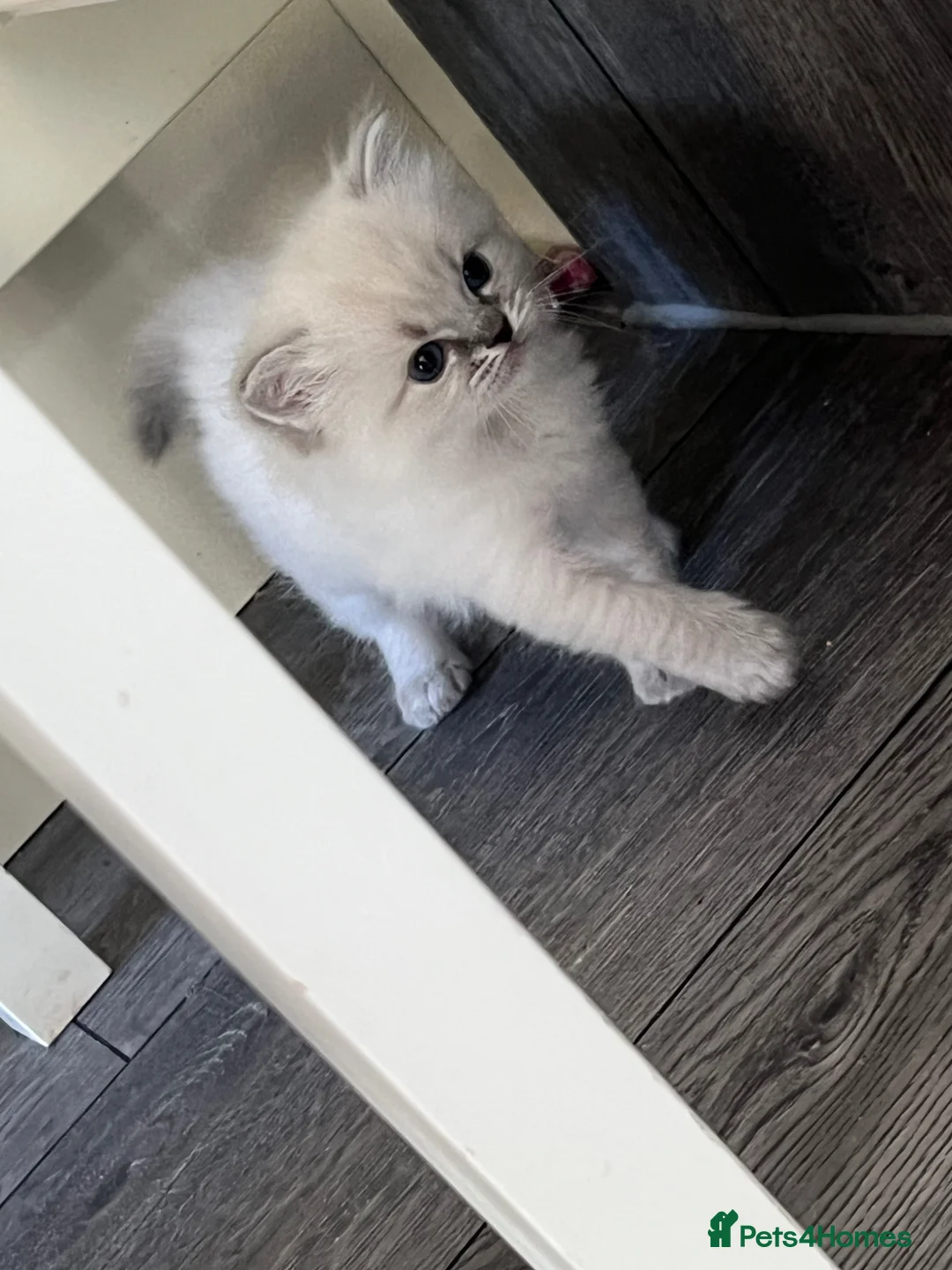 Ragdoll cats for sale: Last little girl - Advert 2