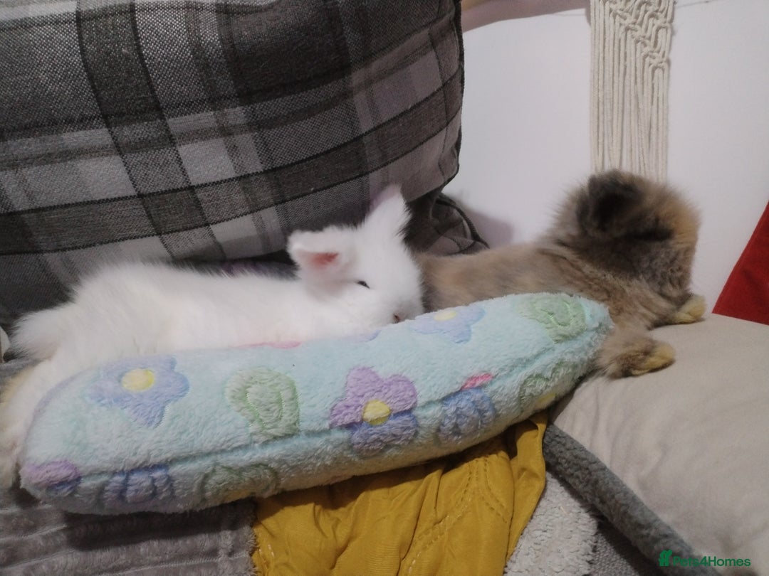 Lionhead rabbits for sale: Pure Breed Fluffy Double Mained LionHead Kits - Advert 2