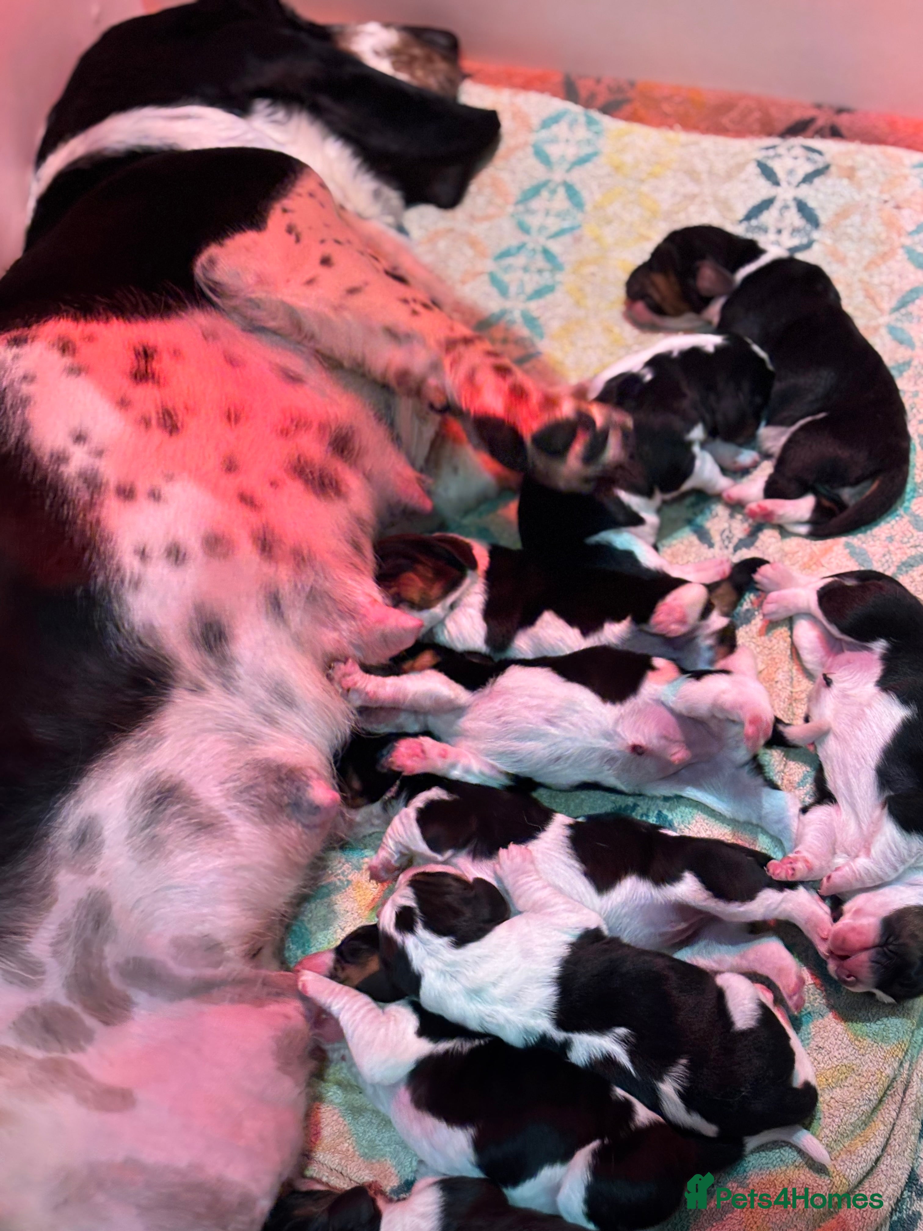 Basset Hound dogs Bassett hound puppy 3 now available  - Advert 1