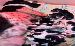 Basset Hound dogs for sale: Bassett hound puppies  - Advert 1