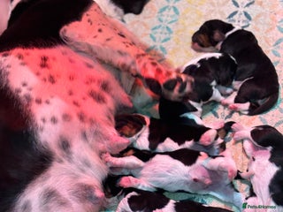 Basset Hound dogs Bassett hound puppies - Advert 18