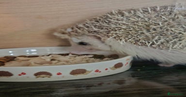 Pygmy Hedgehog rodents - Advert 8