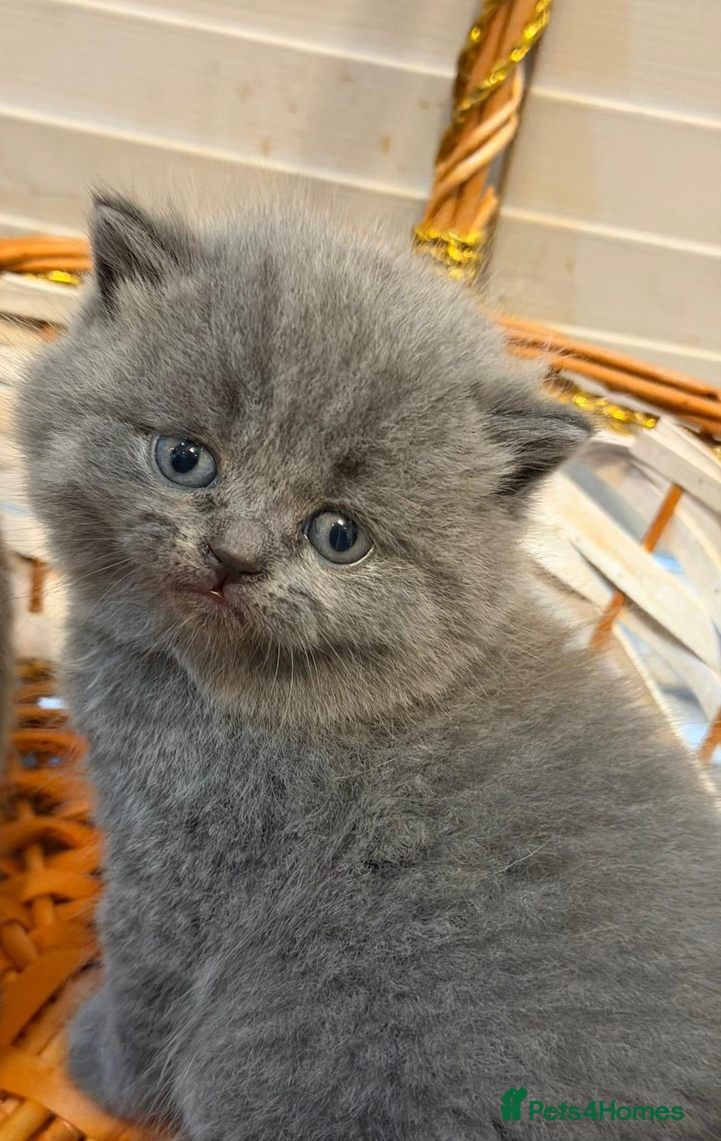 British Shorthair cats British short har kittens  - Advert 1