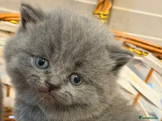 British Shorthair cats British short har kittens - Advert 1
