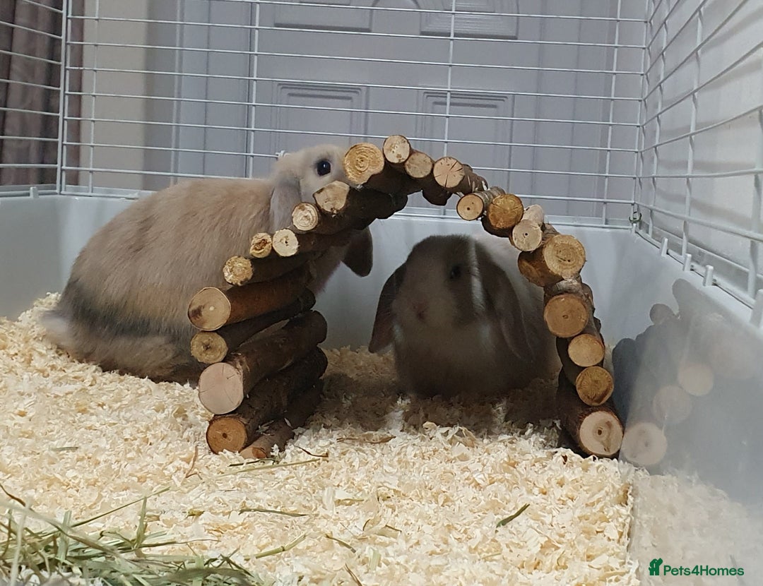Mini Lop rabbits for sale: Pair of friendly baby mini lops for loving home - Advert 7