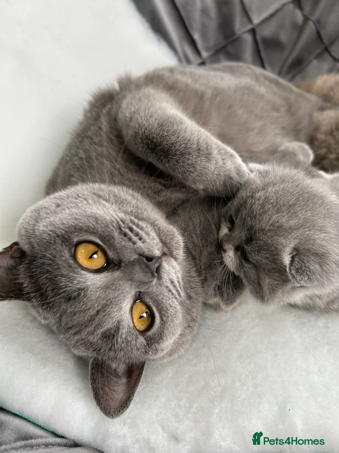 British Shorthair cats for sale: BRITISH SHORTHAIR KITTENS (registered) - Advert 10