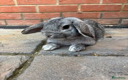 Mini Lop rabbits for sale: Mini lop male rabbit - Image 1