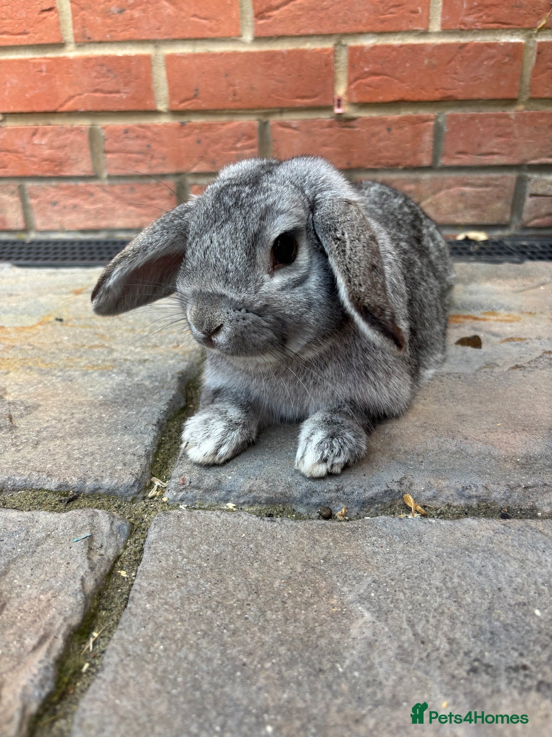Mini Lop rabbits for sale: Mini lop male rabbit - Image 1