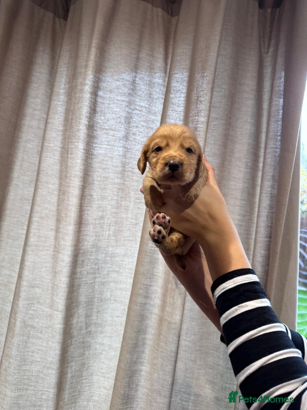 Cocker Spaniel dogs for sale: Golden working Cocker spaniels - Advert 6