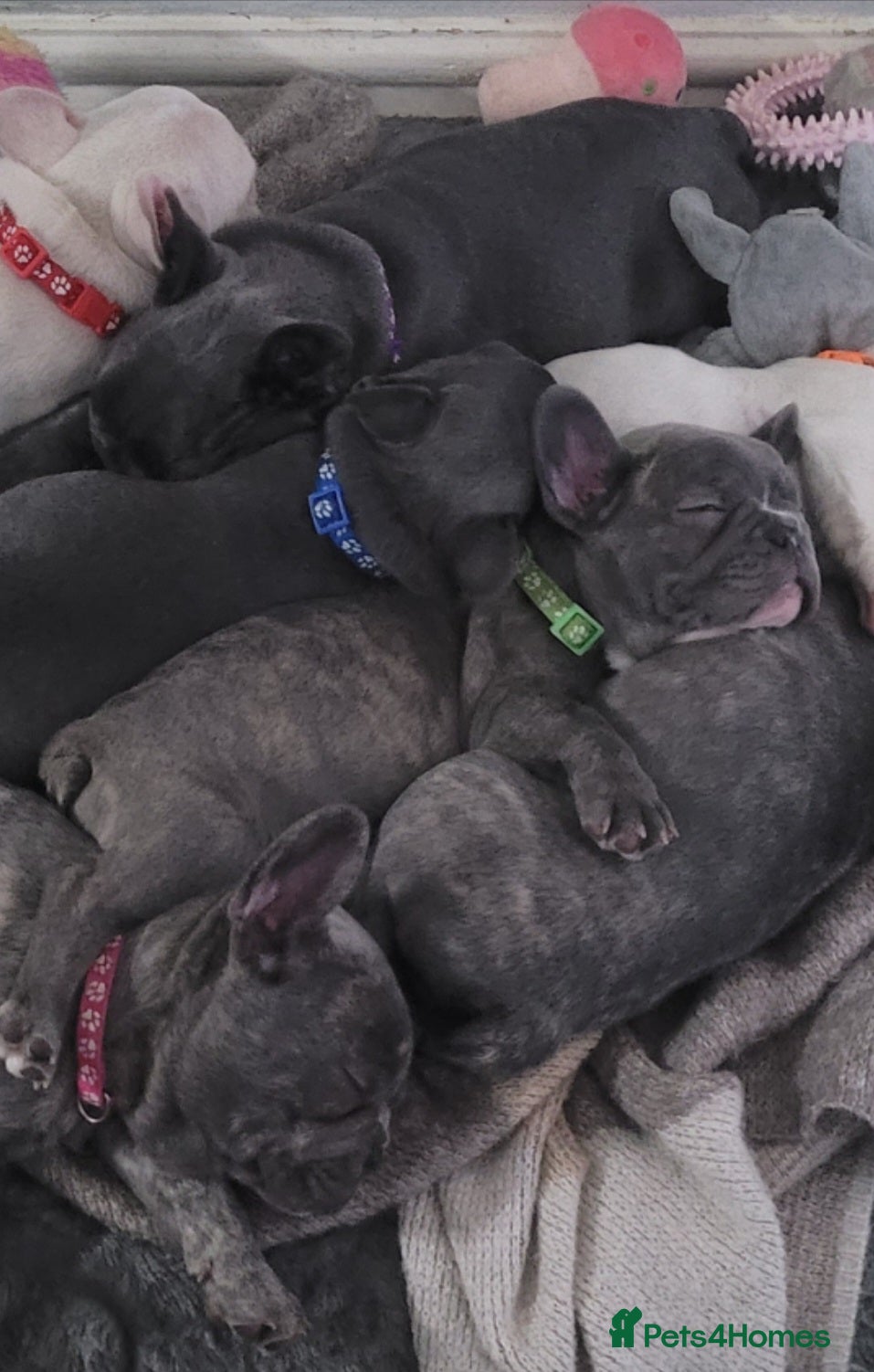 French Bulldog dogs Frenchie babies looking for their forever homes - Advert 2