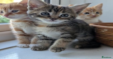 Mixed Breed cats - Advert 15