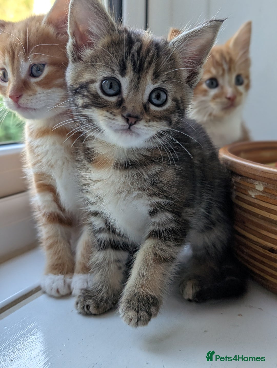Mixed Breed cats for sale: We're just waiting for the perfect new home - Image 3