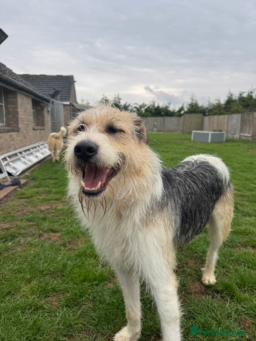 Mixed Breed dogs for adoption: Harley 💙 ( & brother Hershey )  - Advert 16