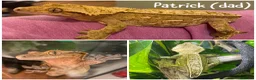 Gecko reptiles for sale: 1x Juvenile Crested Gecko - Advert 4