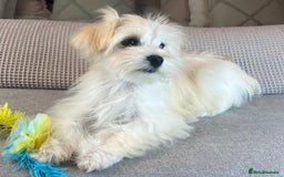 Maltese dogs for sale: Perfect, sweet, petite and handsome young man  - Image 5