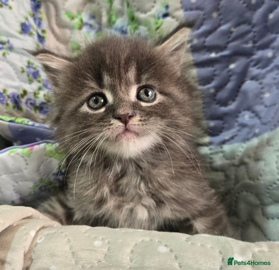 Maine Coon cats for sale: Gorgeous GCCF Maine Coons poss Active - Image 6