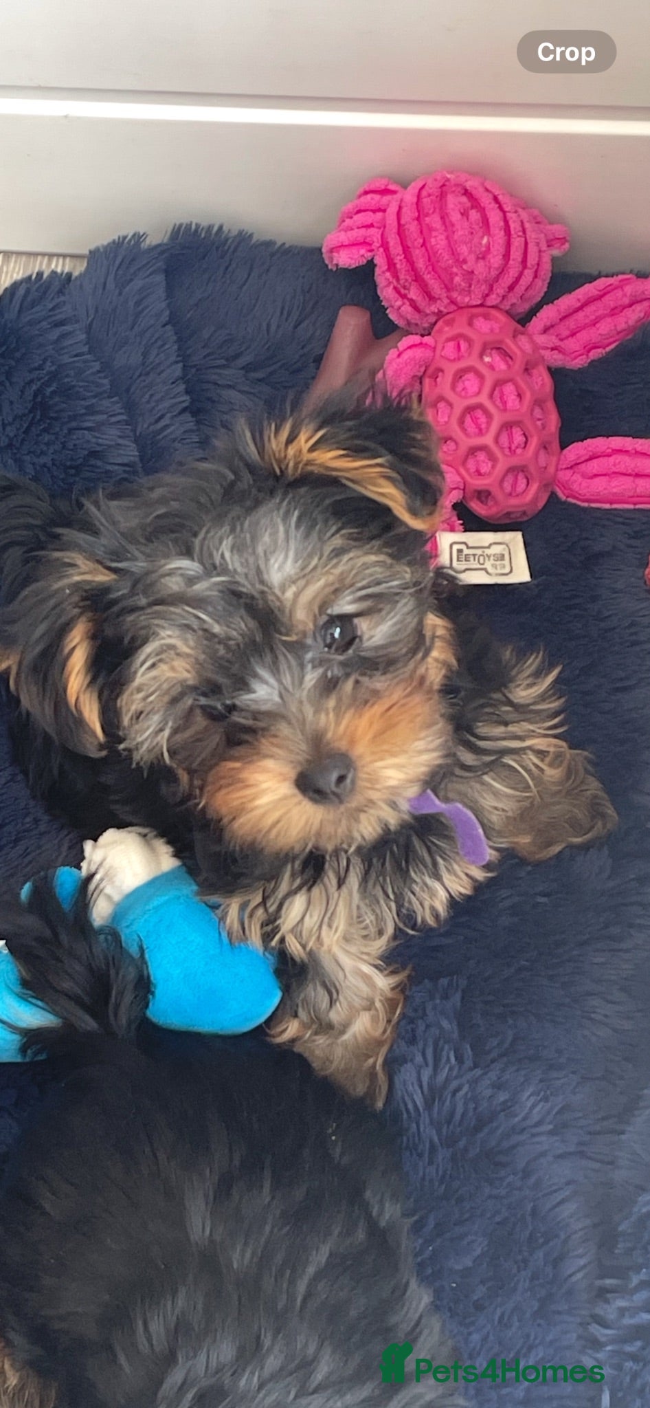 Yorkshire Terrier dogs KC REG FEMALE MINI YORKSHIRE, only 1 left  - Advert 1