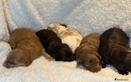 Cockapoo dogs for sale: F1 Cockapoo , Array of colours  - Image 1