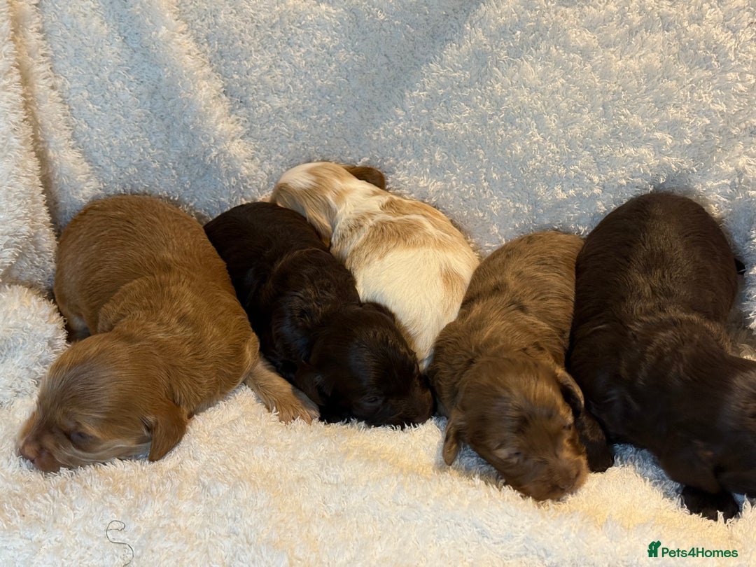 Cockapoo dogs for sale: F1 Cockapoo , Array of colours  - Image 1