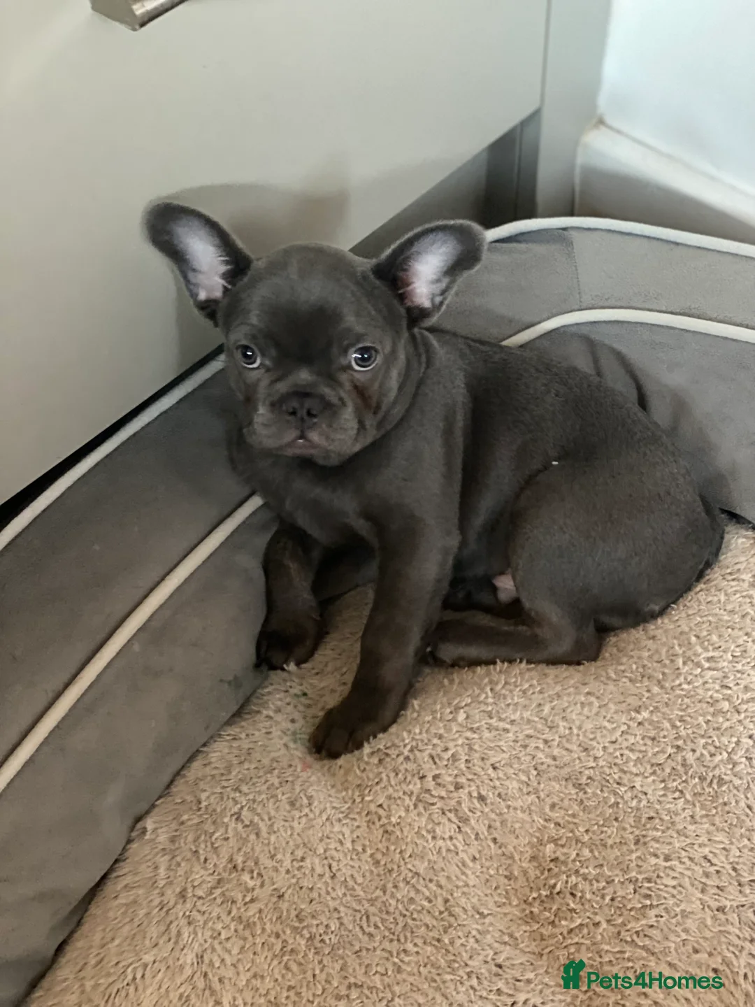 French Bulldog dogs for sale: Gorgeous French bulldog puppies 1 m & 1 f - Advert 19