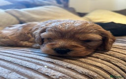 Cavapoo dogs for sale: Beautiful fully DNA tested Cavapoo's  - Image 18