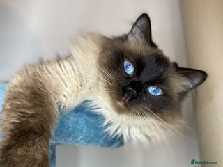 Ragdoll cats Champion Line Fife & GCCF registered for stud in Southend-on-Sea - Advert 7