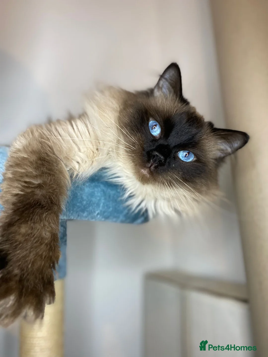 Ragdoll cats for stud: Champion Line Fife & GCCF registered for stud in Southend-on-Sea - Advert 1