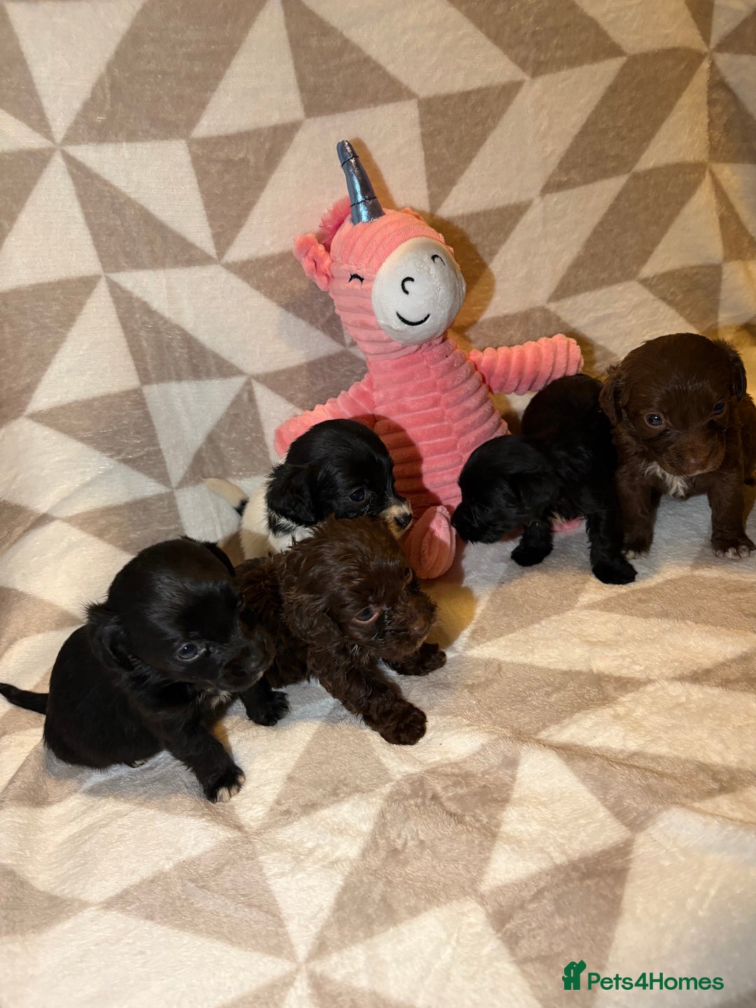 Cockapoo dogs for sale: Stunning cockapoo puppies  - Advert 5
