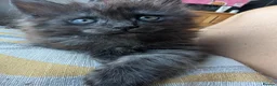 Mixed Breed cats for sale: Maine coon x - Advert 1