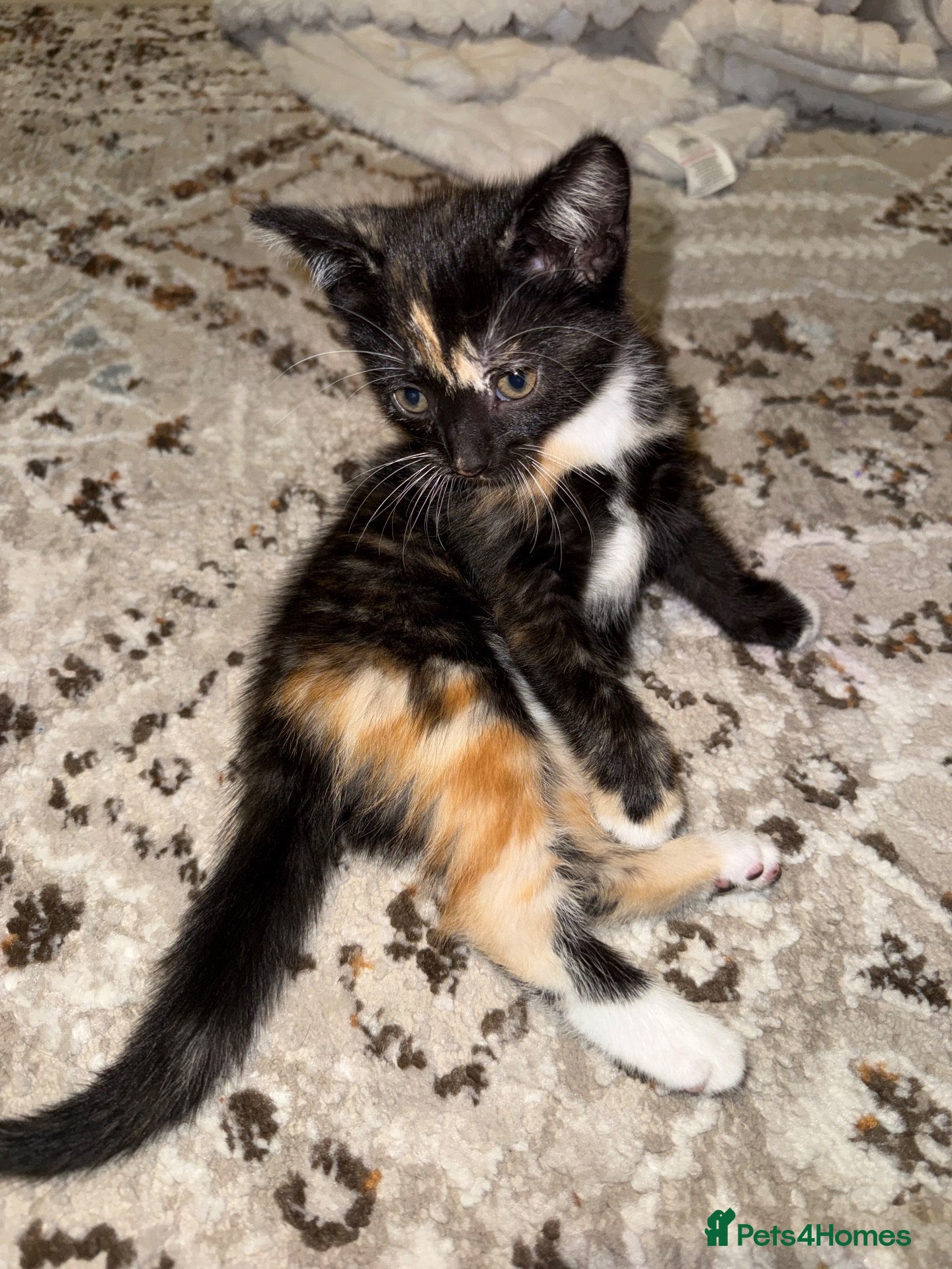 Mixed Breed cats for sale: 1 female kitten left - ready now - Advert 23